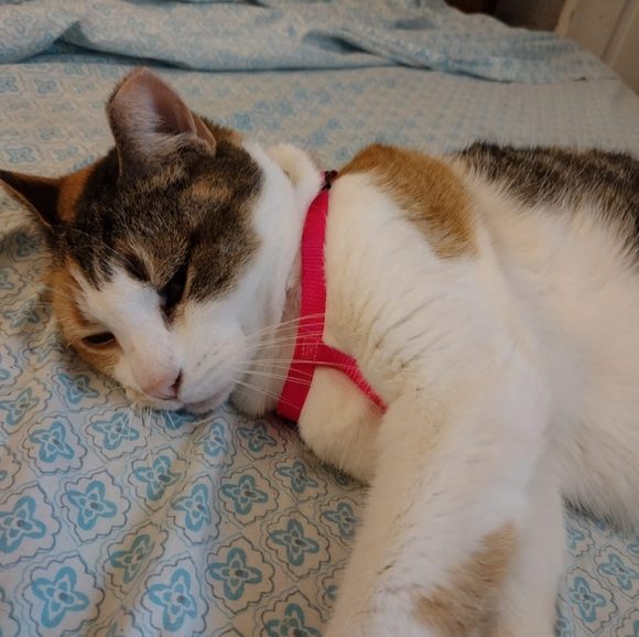 Meet your Posher, Marsha - Picture 1 of 1